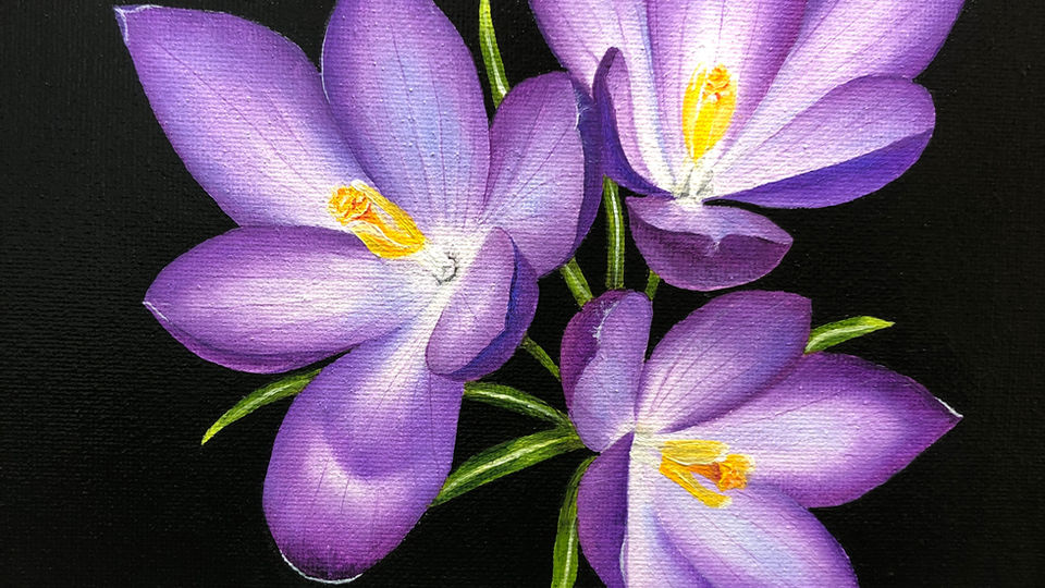 Crocus